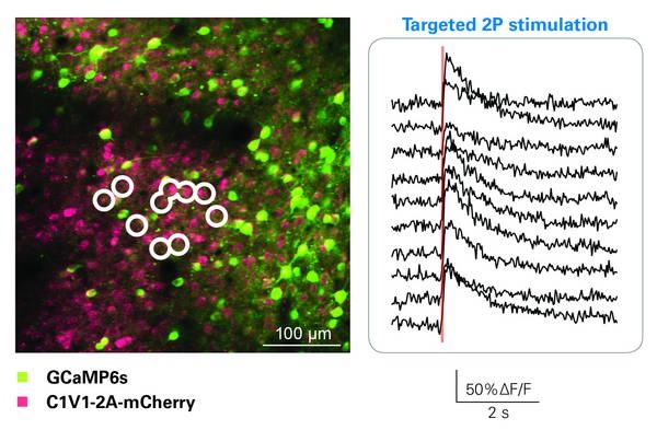 Multi-neuron stimulation
