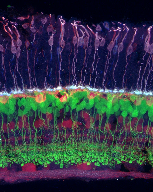 Brain circuits and photoreceptors Brain circuits and photoreceptors