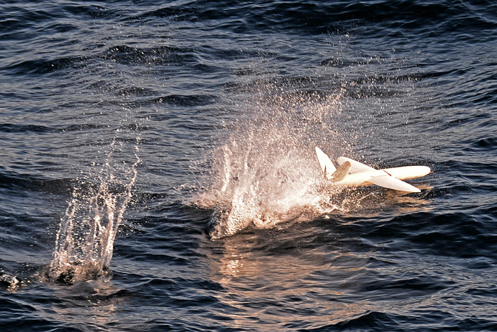 Landing on water: It flies, it floats.