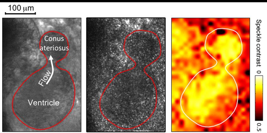 Coherence switching in action Coherence switching in action