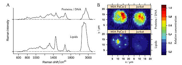 Spectroscopy using the economy system was performed on cells from two different cancer cell lines. Spectroscopy using the economy system was performed on cells from two different cancer cell lines.