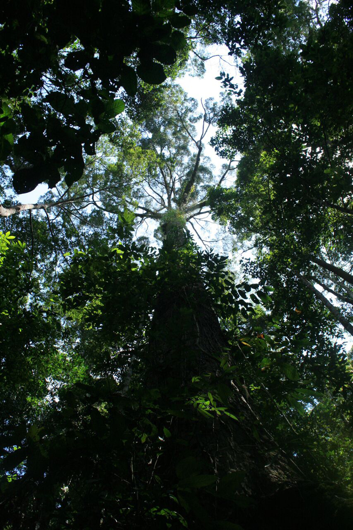 Shadows and tall trees: in “Sabah’s Lost World” in the Maliau Basin Conservation Area.
