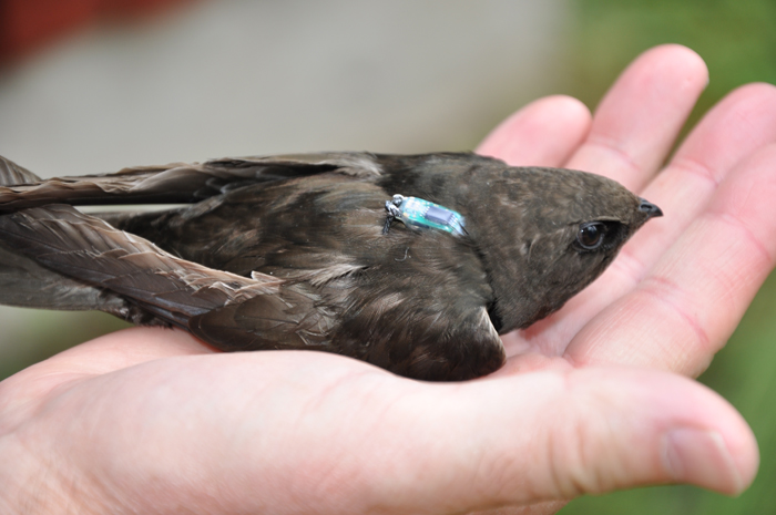 Swift mover. A swift equipped with a micro data logger that measures light.