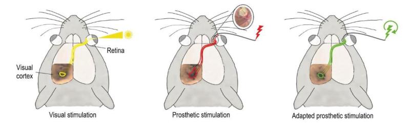 Seeing more clearly by modelling a natural response.