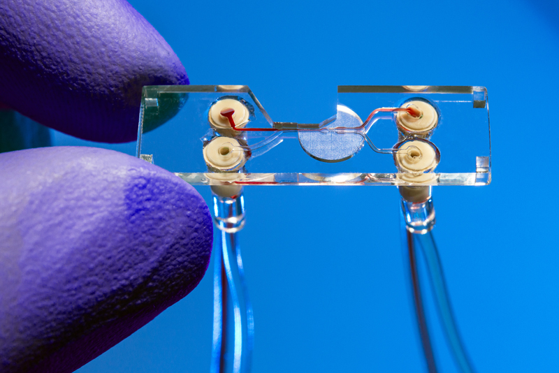 Sorting chip for analyzing and isolating cells in a blood sample.