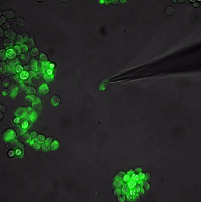 Investigation of an optogenetically-altered neuron cell.