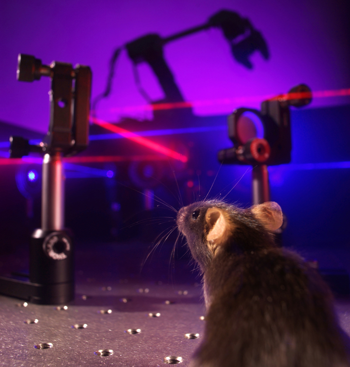 Neural feedback: the best laid schemes of mice and men.