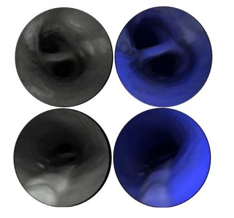 Critical information: Reflectance and fluorescence Critical information: Reflectance and fluorescence