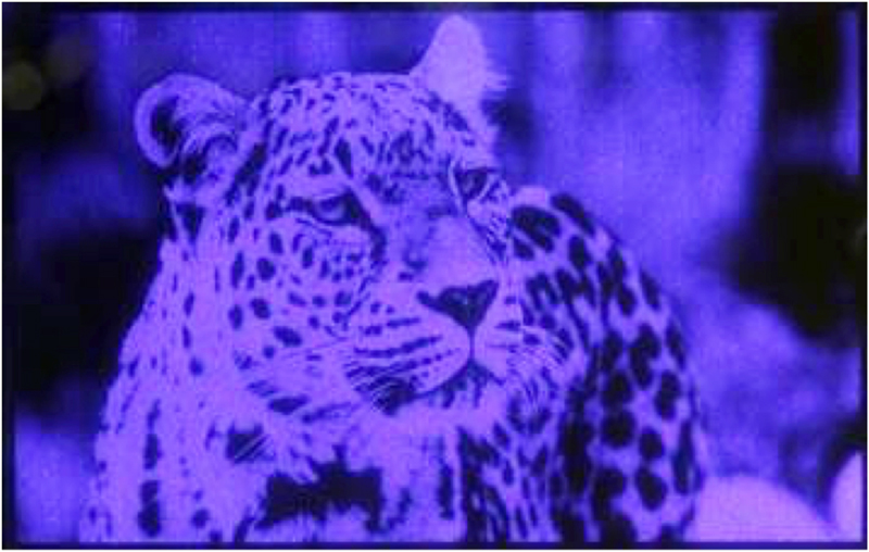 Spot on: LETI's gallium nitride microdisplay with 10-micron pixel pitch.