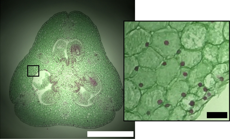Bright-field cell imagery