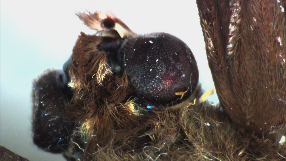 Seeing closely: microscopy of biological specimens