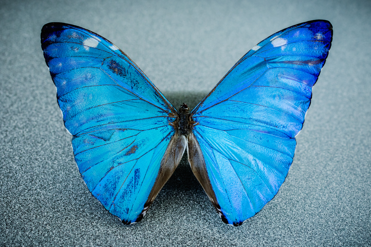 New camera is inspired by the eye of the morpho butterfly. 
