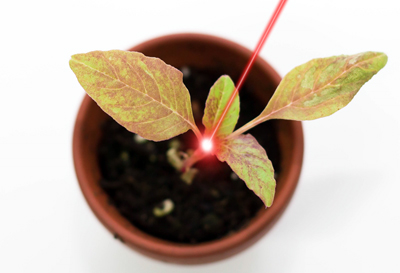 Clean cut: no plant resistance will develop, nor soil chemistry be damaged.