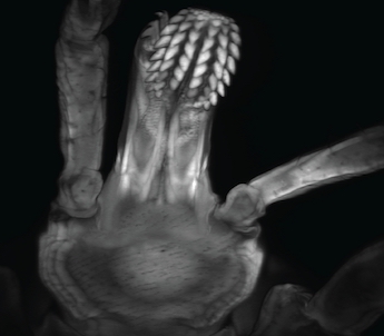 Live and in detail: confocal imaging