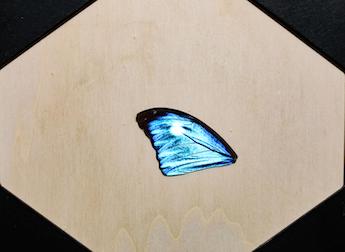 Butterfly effects: measuring optical properties