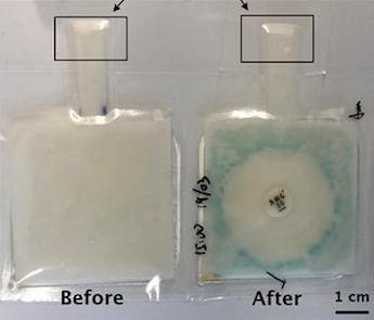 Rapid detection: E. Coli