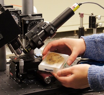 Neuropa: Influencing neural behavior