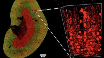 Mouse kidney images with Lightsheet 7 