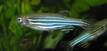 Zebrafish: a model subject