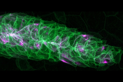 Celldiscoverer 7 used in coronavirus research