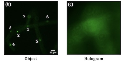 Extracting information: plant cell nuclei
