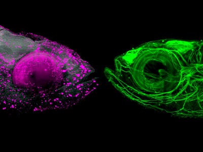 Shining through: optically cleared zebrafish