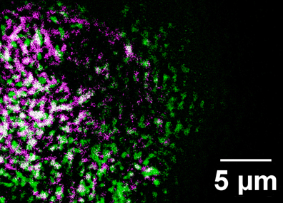 A colorized image of lily pollen, captured by the ORNL microscope. 