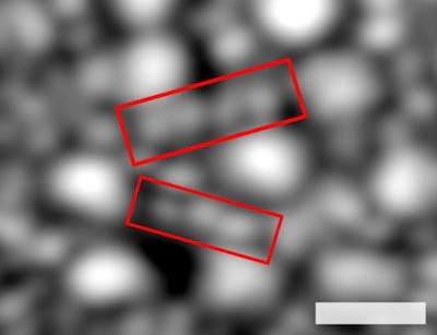 Rods resolved in greater detail