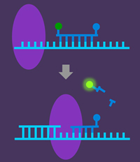 Omega Optical: aiding Covid testing.