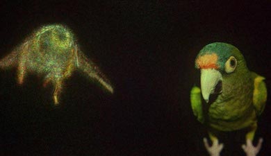 Near and clear: holographic display