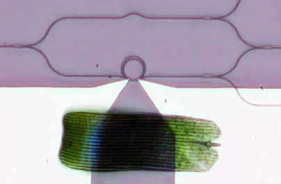 Visible-spectrum phase modulator; the ring at the center of a radius of 10µm.