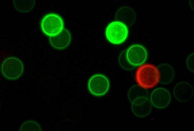 Diamond defects: calibration reference