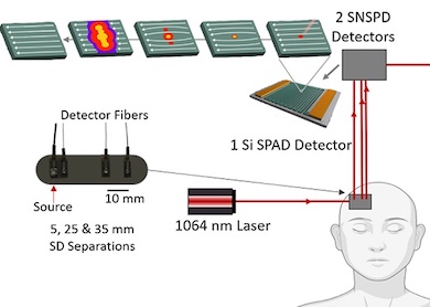 First use for human blood flow: SNSPD platform