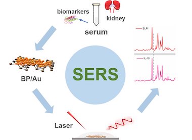 Biomarkers revealed: tested in bovine serum