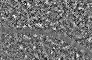 RPE cells observed with Cellularis.