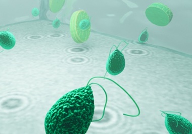 Ocean lifestyle: imaging microplankton