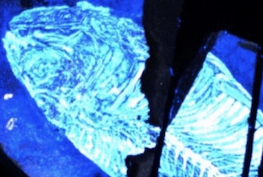 Proof of life: fish fossil