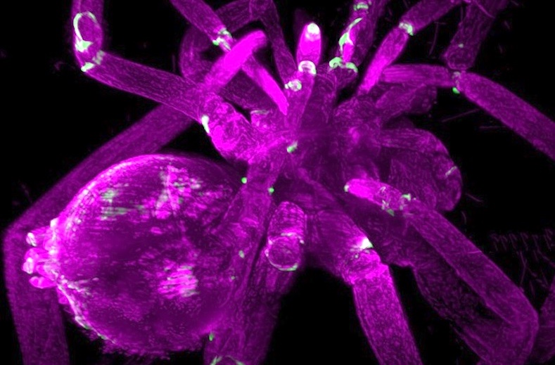 Optically cleared spider