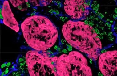 Expanded horizons: clinical benefits