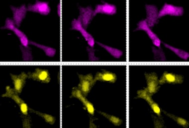 Light show: cell activity