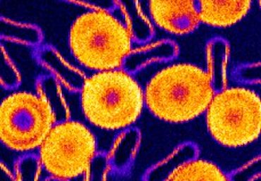 Higher order: new imaging for cells