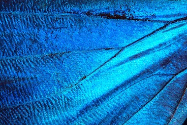 Natural methods: gyroid structures occur in some butterfly wings