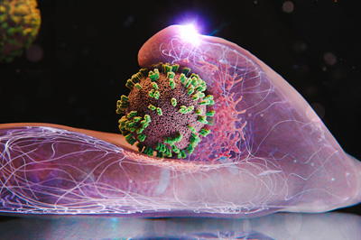 Cells actively help to capture and incorporate influenza viruses.