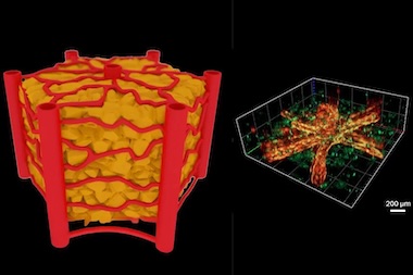 Liver and learn: organ-on-chip research