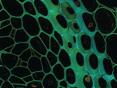 Flower power: plant rhizome