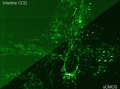 Neo sCMOS vs interline CCD comparison