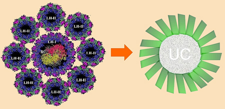 Harvest from the sun: Groningen and FOM's photosynthesis-inspired technique.
