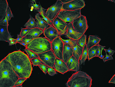 Olympus has detected a return to fundamental in vivo microscopy research.