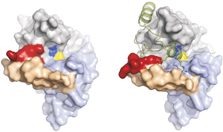 Laser assisted: discovery of 3D structure of Cathepsin B.