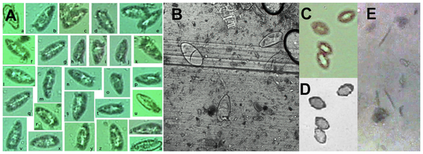 On-chip contact images of helminth eggs and larvae from stool samples.